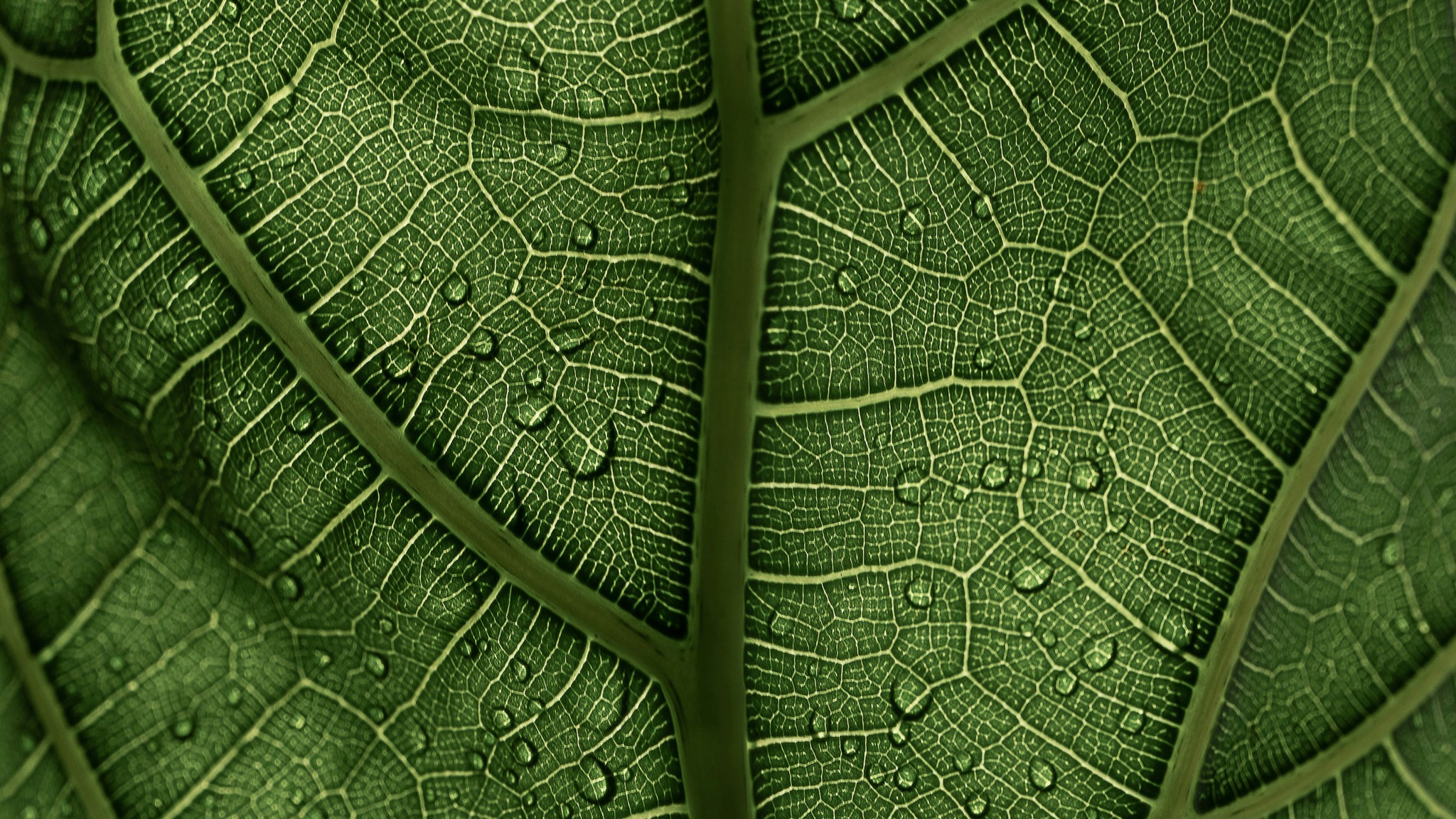 clay-banks-8SXaMMWCTGc-unsplash-WEB.jpg